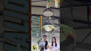 Pleci MALIO konservasi juara nasional #plecikonservasi
