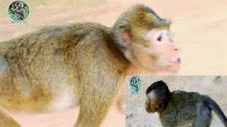 Poor baby cry loudly |It's great to see old Amari lost her baby Lori&meet Baby Lori success |
