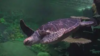 Turtle Reef at SeaWorld San Diego