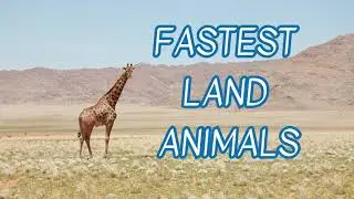 FASTEST LAND ANIMALS - Top 10