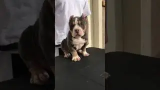 American bully puppies for sale tricolor