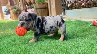 Larry   English Bulldog Puppy