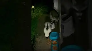 Excuse me&hellip; Pardon me&hellip; Trash Panda on the left!! #trashpanda #skunk