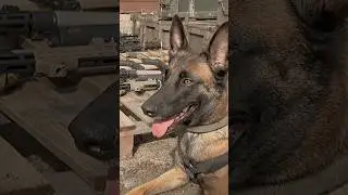 The Best Canine Pro Hub - Welcome to the Tactical-K9-Family&reg;