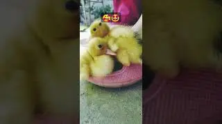 #cute #cuteducklings #duck #birds #memories #life #love #pets #friends #clip #shorts #ai