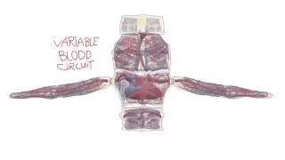 Oscar&rsquo;s Variable Blood Circuit