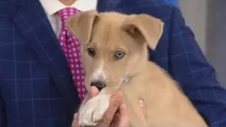 North Shore Animal League to hold Global Pet Adoptathon