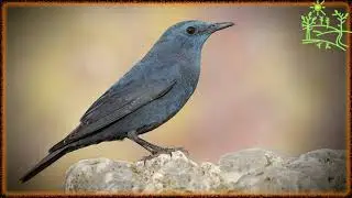 Голоса птиц Как поёт Дрозд синий каменный (monticola solitarius)