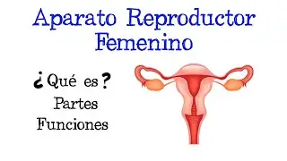 👩🏻 Aparato Reproductor Femenino 👩🏻 &iquest;Qu&eacute; es? Partes y funciones 🚺 [F&aacute;cil y R&aacute;pido] | BIOLOG&Iacute;A |
