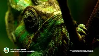 Four Horned Chameleon Trioceros quadricornis  - Africa