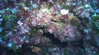 Diving Gozo - Inland Sea 2004