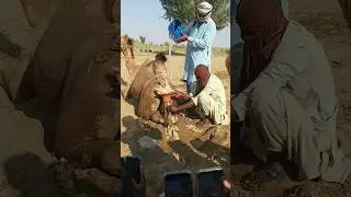 تحضيرات صاحب الجمل لرعاية الناقة قبل الولادة في الصحراء