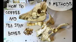 How to Coffee & Tea Stain Bones | 3 Methods
