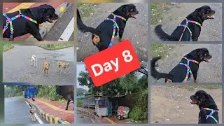 Rottie vs. Growling Stray Dog | Calmly Passing Cows & Monkeys