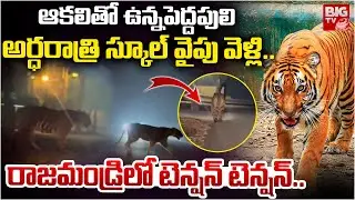 Tiger Hulchul in Rajahmundry | రాజమండ్రిలో పులి ఎంట్రీ | Tiger Shocking CC Footage | Tiger News