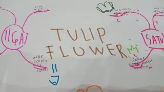 Presentation imagination map about tulip flower 