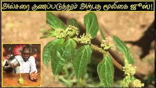 அல்சரை குணப்படுத்தும் அற்புத மூலிகை ஜூஸ் | அம்மான் பச்சரிசி மருத்துவ பயன்கள் | Amman Pacharisi juice