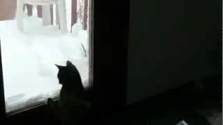 HUNGRY SQUIRREL WANTS TO EAT MY CAT! - By: Norm Rasmussen