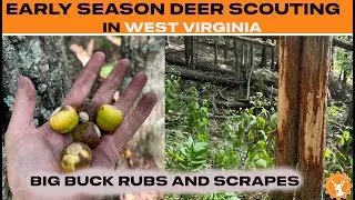 Early Season Deer Scouting in West Virginia - Big BUCK Rubs and Scrapes 