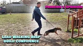 Pulling, Ignoring, Running Off &ndash; Frenchie x Springer Spaniel&rsquo;s Training Journey Begins