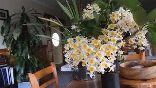 Dendrobium Farmeri-Thyrsiflorum