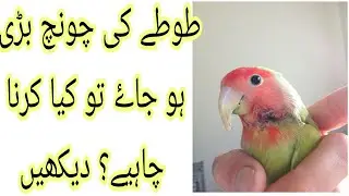 bird beak overgrowth rescue love birds from beak trimming