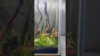 Live aquarium 🐠 .#aquarium #aquscape #aquariumfish #inspiration #passion #aqu&aacute;rio #aquadooraquarist