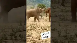 Elephant playing time football #animal #safari #animallover #newobsession #elephants #baby #fyp
