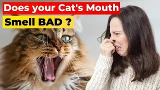 Preventing Bad Breath in Cats: Tips and Tricks | Cat Dental Health | Cat Videos | Funny Animals