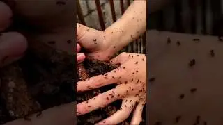 Fascination Animal Transformation! 😳 #animalgrowth #animaljourney #animaltransformation #animals