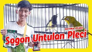 Spesial !!! Sogon untulan pleci settingan sogon untulan betina buat SOGON betina pleci By HoBi ID