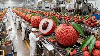 Inside a Modern Lychee Factory From Farm to Delicious Dried Lychees The whole process