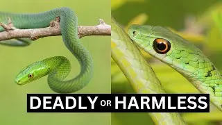 Deadly MAMBA or HARMLESS Bush Snake?