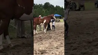 Paint horse Ace and Clara 🐴#painthorse #cowgirls #cavalo #cavalos #cavaloshow #mundoanimal #horses
