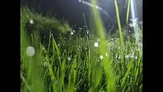 Like The Dewfall