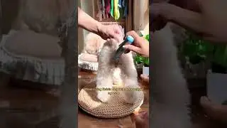 Pet Shaver 2