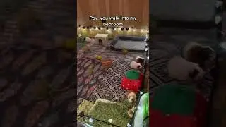 #shortvideo#pumpy
