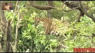 leopard hunting an antelope
