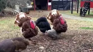 Turkeys and Guineas at Wilderness Run Winery