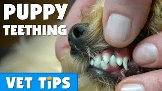 How To Manage Puppy Teething | Bondi Vet