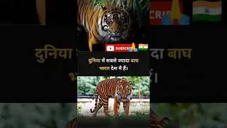 #nationaltiger #tiger #facteducation #tigerpoulation
