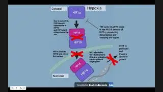HIF1&alpha; Signaling Pathway