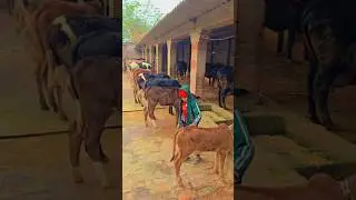 yadav dairy farm kasimpur jagdishpur amethi #cow #dairyfarm #viralvideos #trendingshorts #viral #hf