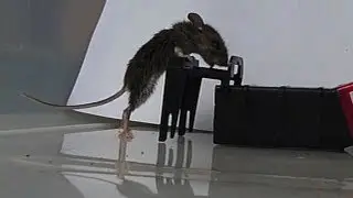 Mousetrap in Slow Motion - Kness Tip-Trap Humane Mousetrap