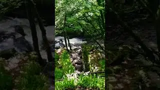 Golitha Falls, Cornwall, England, United Kingdom