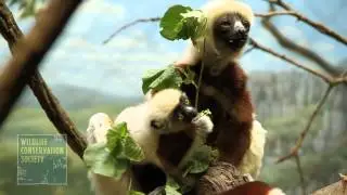 Baby Sifaka Lemur at the Wildlife Conservation Society Bronx Zoo