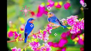 #SPRING COMES#acoustic music#MrBush