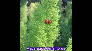Foxtail Fern ( Asparagus densiflorus ) ; Hanging Plant Varieties Series.