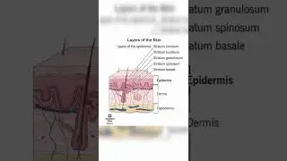Layers of skin anatomy and physiology