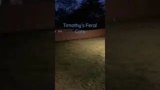 My Feral cats at night .